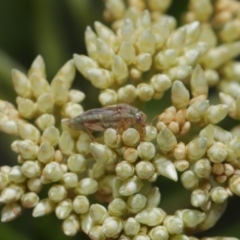 Lygaeidae (family) at Hackett, ACT - 8 Nov 2019