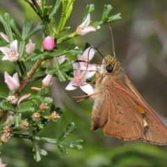 Hesperilla idothea (Flame Sedge-skipper) at Acton, ACT - 8 Nov 2019 by TimL