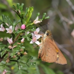 Hesperilla idothea at Acton, ACT - 8 Nov 2019