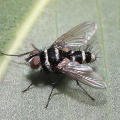 Trigonospila sp. (genus) (A Bristle Fly) at ANBG - 8 Nov 2019 by TimL