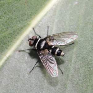 Trigonospila sp. (genus) at Acton, ACT - 8 Nov 2019