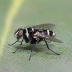 Trigonospila sp. (genus) at Acton, ACT - 8 Nov 2019