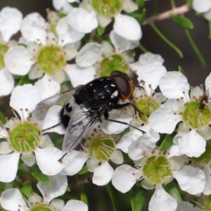 Amphibolia (Amphibolia) ignorata at Acton, ACT - 8 Nov 2019