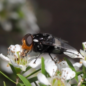 Amphibolia (Amphibolia) ignorata at Acton, ACT - 8 Nov 2019