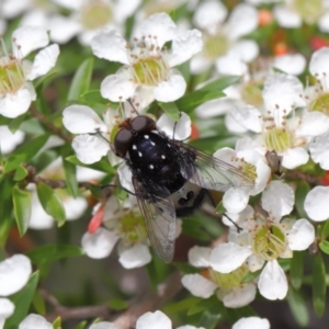 Amphibolia (Amphibolia) ignorata at Acton, ACT - 8 Nov 2019