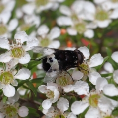 Amphibolia (Amphibolia) ignorata at Acton, ACT - 8 Nov 2019 12:27 PM