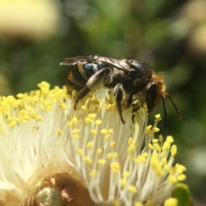 Lipotriches (Austronomia) australica at Acton, ACT - 22 Oct 2019 01:09 PM