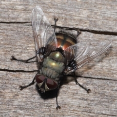 Rutilia (Donovanius) sp. (genus & subgenus) (A Bristle Fly) at ANBG - 8 Nov 2019 by TimL