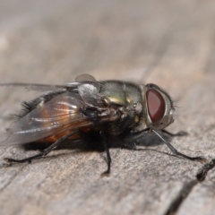 Rutilia (Donovanius) sp. (genus & subgenus) at Acton, ACT - 8 Nov 2019