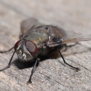 Rutilia (Donovanius) sp. (genus & subgenus) at Acton, ACT - 8 Nov 2019