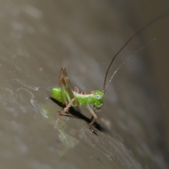 Tettigoniidae (family) (Unidentified katydid) at Acton, ACT - 8 Nov 2019 by TimL