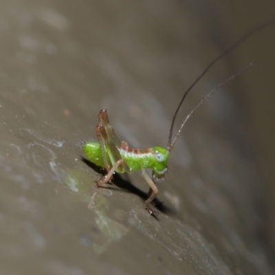 Tettigoniidae (family) (Unidentified katydid) at Acton, ACT - 8 Nov 2019 by TimL