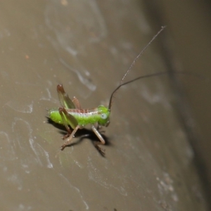 Tettigoniidae (family) at Acton, ACT - 8 Nov 2019 01:35 PM