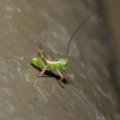 Tettigoniidae (family) at Acton, ACT - 8 Nov 2019 01:35 PM