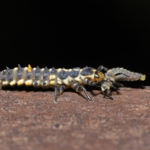 Harmonia conformis at Acton, ACT - 8 Nov 2019