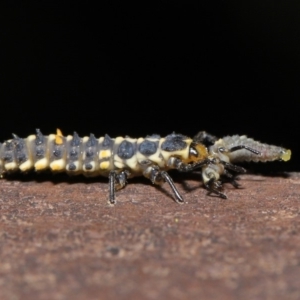 Cleobora mellyi at Acton, ACT - 8 Nov 2019 01:41 PM