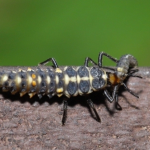 Cleobora mellyi at Acton, ACT - 8 Nov 2019 01:41 PM