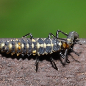 Harmonia conformis at Acton, ACT - 8 Nov 2019