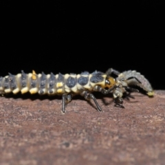 Cleobora mellyi at Acton, ACT - 8 Nov 2019 01:41 PM