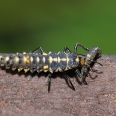 Cleobora mellyi at Acton, ACT - 8 Nov 2019 01:41 PM
