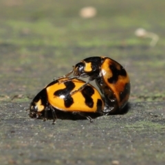 Coccinella transversalis (Transverse Ladybird) at ANBG - 8 Nov 2019 by TimL