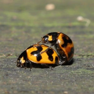 Coccinella transversalis at Acton, ACT - 8 Nov 2019