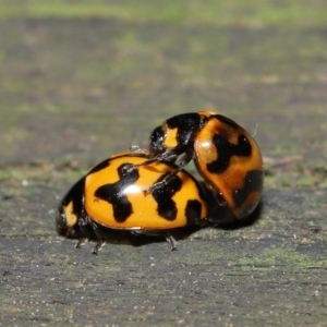 Coccinella transversalis at Acton, ACT - 8 Nov 2019