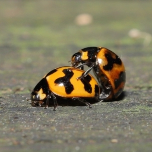 Coccinella transversalis at Acton, ACT - 8 Nov 2019