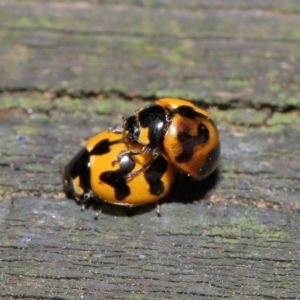 Coccinella transversalis at Acton, ACT - 8 Nov 2019