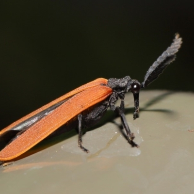 Porrostoma sp. (genus) (Lycid, Net-winged beetle) at ANBG - 8 Nov 2019 by TimL