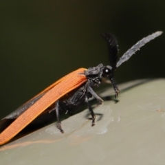 Porrostoma sp. (genus) at Acton, ACT - 8 Nov 2019