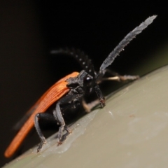 Porrostoma sp. (genus) at Acton, ACT - 8 Nov 2019