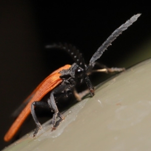 Porrostoma sp. (genus) at Acton, ACT - 8 Nov 2019