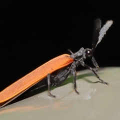 Porrostoma sp. (genus) at Acton, ACT - 8 Nov 2019