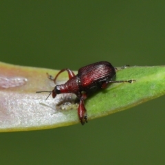 Euops sp. (genus) (A leaf-rolling weevil) at ANBG - 8 Nov 2019 by TimL