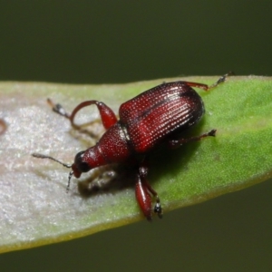 Euops sp. (genus) at Acton, ACT - 8 Nov 2019 01:12 PM