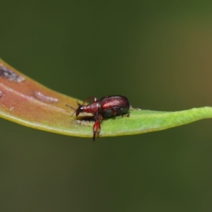 Euops sp. (genus) at Acton, ACT - 8 Nov 2019 01:12 PM