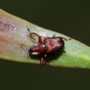 Euops sp. (genus) at Acton, ACT - 8 Nov 2019 01:12 PM