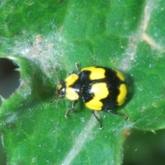 Illeis galbula (Fungus-eating Ladybird) at Lake Curalo - 10 Nov 2019 by Harrisi