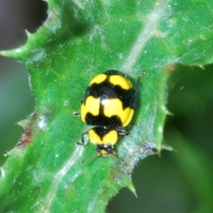 Illeis galbula at Lake Curalo - 10 Nov 2019