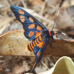Amata (genus) at Eden, NSW - 10 Nov 2019 12:10 PM