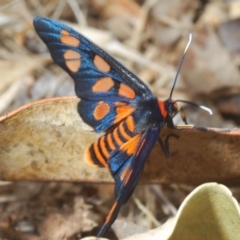 Amata (genus) (Handmaiden Moth) at Eden, NSW - 10 Nov 2019 by Harrisi