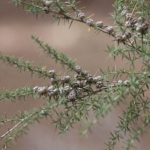 Leptospermum continentale at Gundaroo, NSW - 2 Nov 2019 05:18 PM