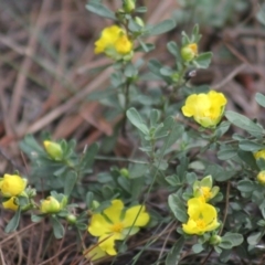 Hibbertia obtusifolia (Grey Guinea-flower) at Gundaroo, NSW - 2 Nov 2019 by Gunyijan