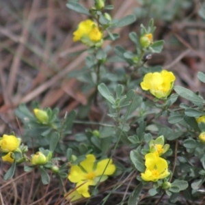 Hibbertia obtusifolia at Gundaroo, NSW - 2 Nov 2019