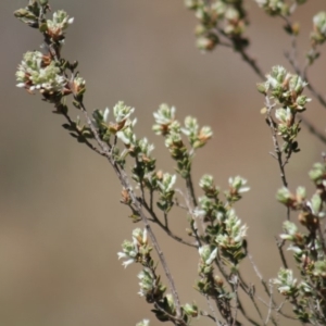 Brachyloma daphnoides at Gundaroo, NSW - 27 Oct 2019