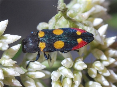 Castiarina gentilis (Jewel Beetle) at Nullica, NSW - 10 Nov 2019 by Harrisi