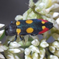 Castiarina gentilis (Jewel Beetle) at Nullica, NSW - 10 Nov 2019 by Harrisi