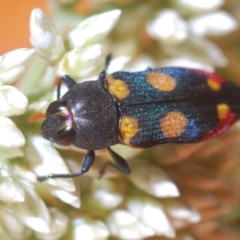 Castiarina gentilis at Nullica, NSW - 10 Nov 2019