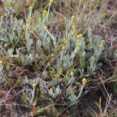 Chrysocephalum apiculatum (Common Everlasting) at Gundaroo, NSW - 4 Oct 2019 by Gunyijan